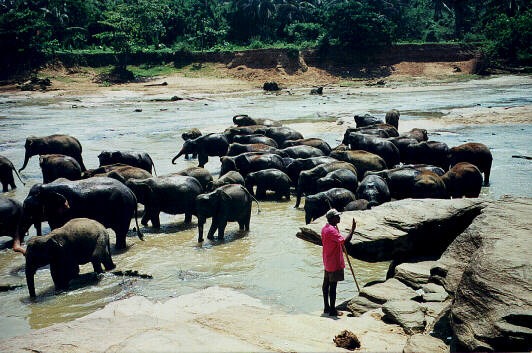 Asian Elephant Indian bath Sri_Lanka