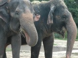 Asian Elephant Indian couple zoos