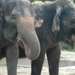 Asian Elephant Indian couple zoos