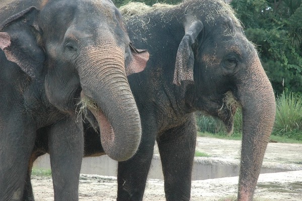 Asian Elephant Indian couple zoos