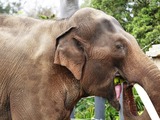 Asian Elephant Indian eating melbourne zoo