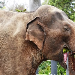 Asian Elephant Indian eating melbourne zoo