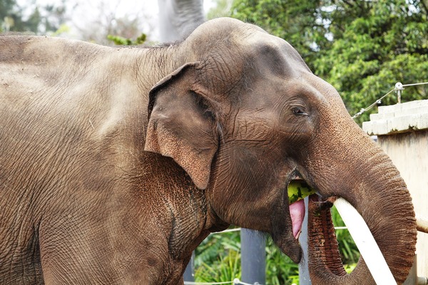 Asian Elephant Indian eating melbourne zoo