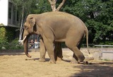 Large Land Mammals