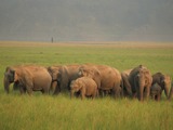 Asian Elephant Indian herd Jim Corbett National Park