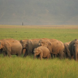 Asian Elephant Indian herd Jim Corbett National Park