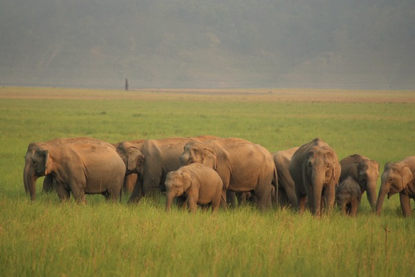 Asian Elephant Indian herd Jim Corbett National Park