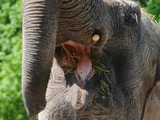 Asian Elephant Indian mouth Loxodonta cyclotis