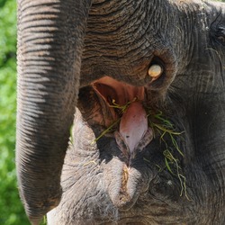 Asian Elephant Indian mouth Loxodonta cyclotis