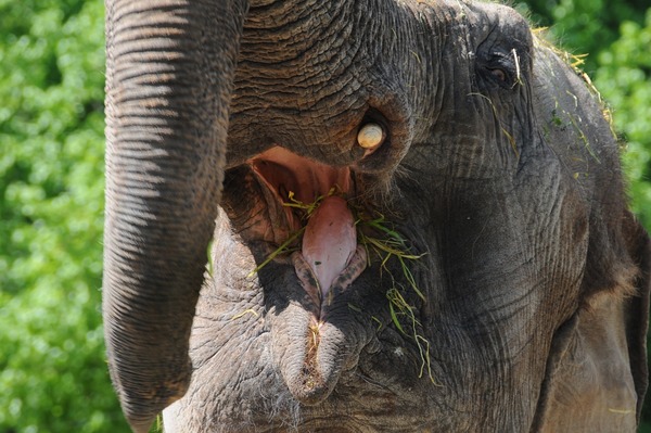 Asian Elephant Indian mouth Loxodonta cyclotis