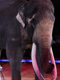 Asian Elephant Indian showCOLONEL JOE