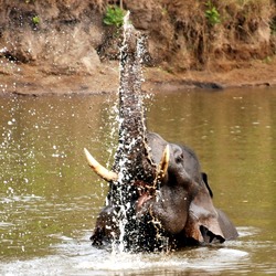 Asian Elephant Indian swimmingNagarhole National Park