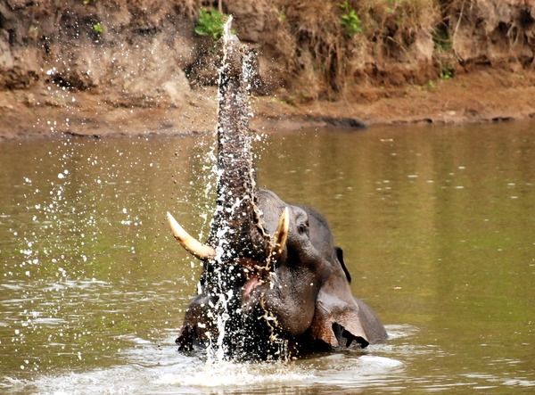 Asian Elephant Indian swimmingNagarhole National Park