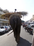 Large Land Mammals