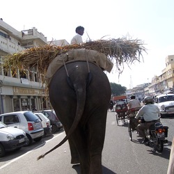 Asian Elephant Indian walking traffic