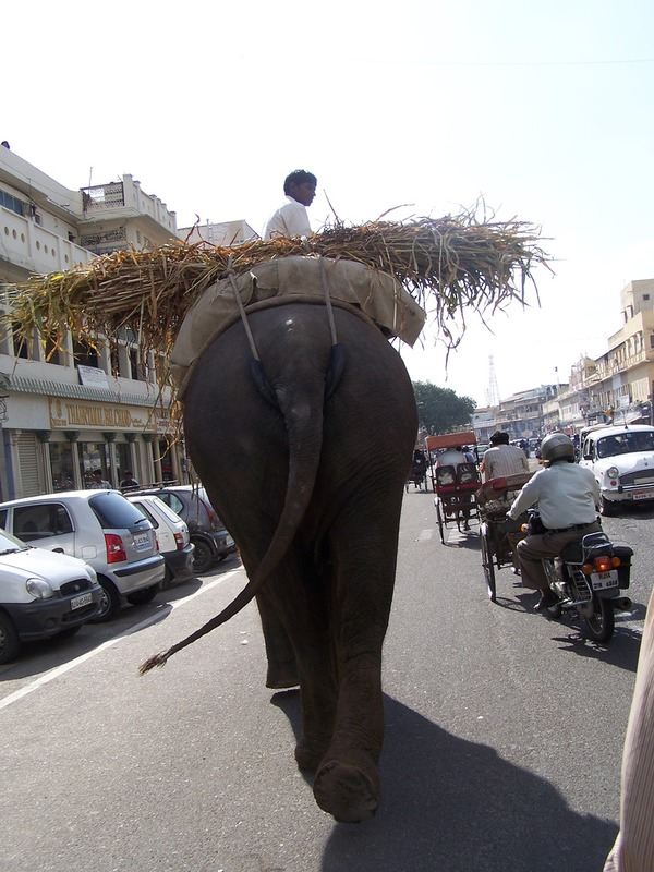 Asian Elephant Indian walking traffic
