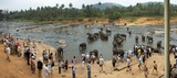 Asian Elephant Photo Gallery