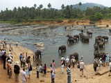 Asian Elephant Indian water2