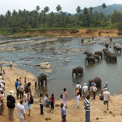 Asian Elephant Indian water2
