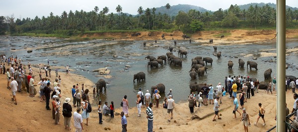 Asian Elephant Indian water2