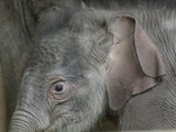 Asian Elephant Indian young baby eli