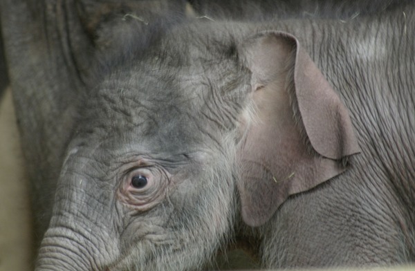 Asian Elephant Indian young baby eli