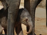 Asian Elephant Indian young baby newborn