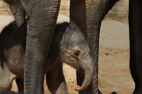 Asian Elephant Indian young baby newborn