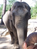 Asian Elephant Indian zoo Indian Elephas 
