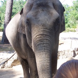 Asian Elephant Indian zoo Indian Elephas 