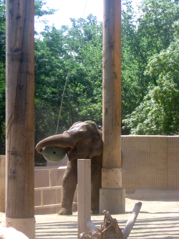 Asian Elephant Indian zoo enrichment