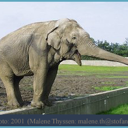 Indisk_elefant