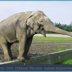 Indisk_elefant