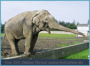 Indisk_elefant