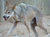 Arabian Grey Wolf arabic Canis Lupus