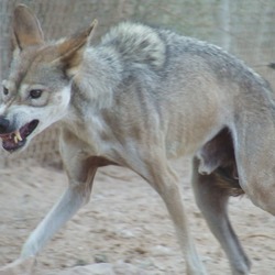 Arabian Grey Wolf arabic Canis Lupus
