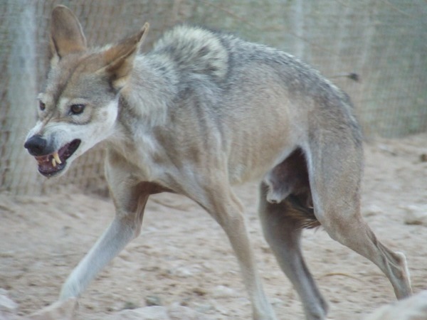 Arabian Grey Wolf arabic Canis Lupus