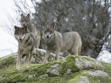 Grey Wolf  Signatus Canis Lupus