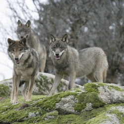 Grey Wolf  Signatus Canis Lupus