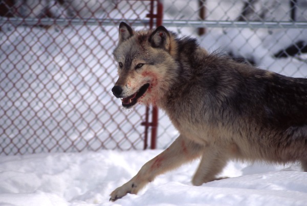 Grey Wolf 15047 Canis Lupus