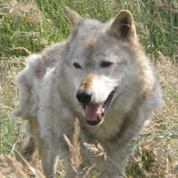 Grey Wolf Canis LupusWolf moult