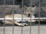 Grey Wolf Canis Lupus