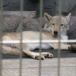 Grey Wolf Canis Lupus