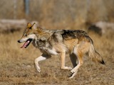 Grey Wolf Canis lupus baileyi running