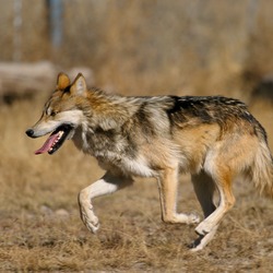 Grey Wolf Canis lupus baileyi running