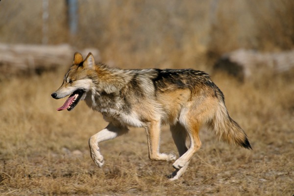 Grey Wolf Canis lupus baileyi running