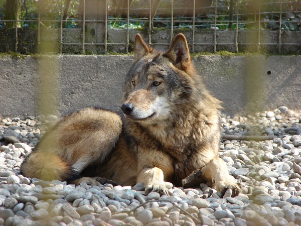 Grey Wolf Canis lupus lycaon