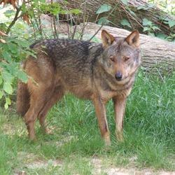 Grey Wolf Canis lupus signatus Kerkrade Zoo (2)