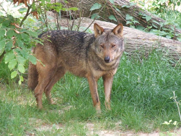 Grey Wolf Canis lupus signatus Kerkrade Zoo (2)