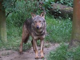 Grey Wolf Canis lupus signatus Kerkrade Zoo